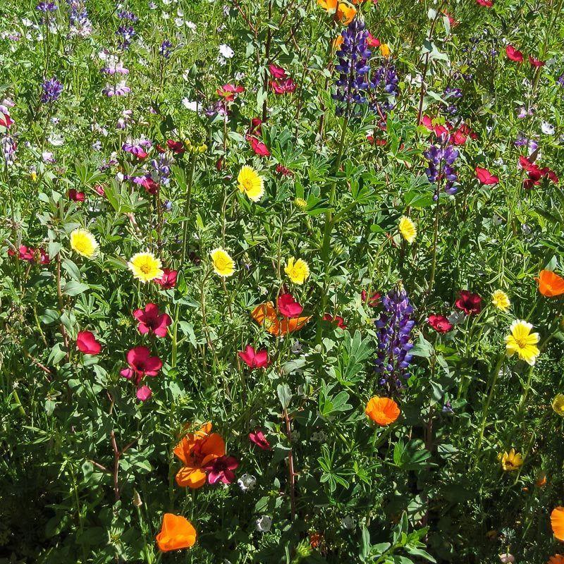 California Native Wildflower Mix (1/4 lb) - Image 3