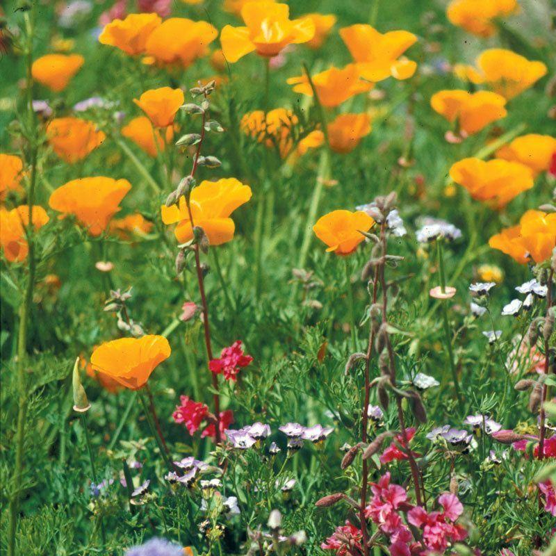 California Native Wildflower Mix (1/4 lb) - Image 4