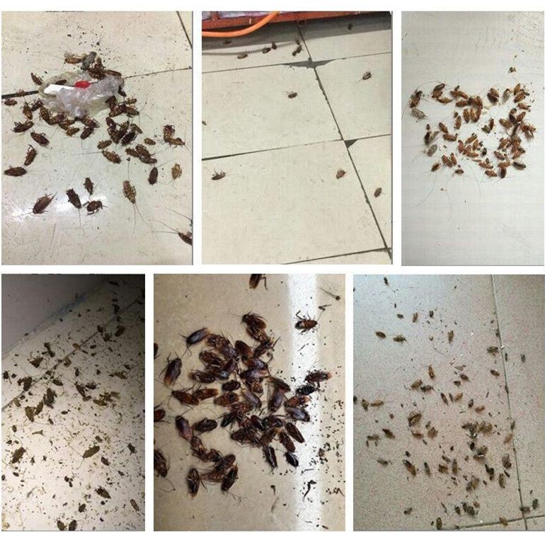 Cockroach Pest Control Product for Effective Extermination - Image 6