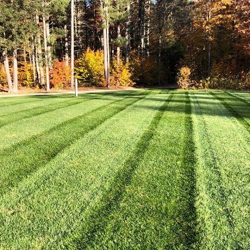 Envy Premium Tall Fescue Grass Seed Blend - Image 5