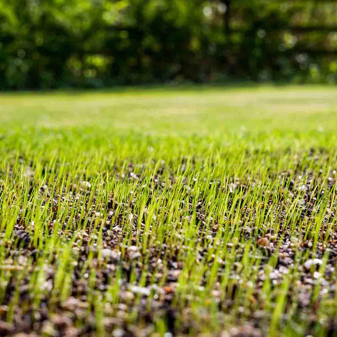 Envy Premium Tall Fescue Grass Seed Blend - Image 6