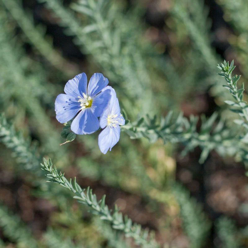 Flax, Blue (pack) - Image 4