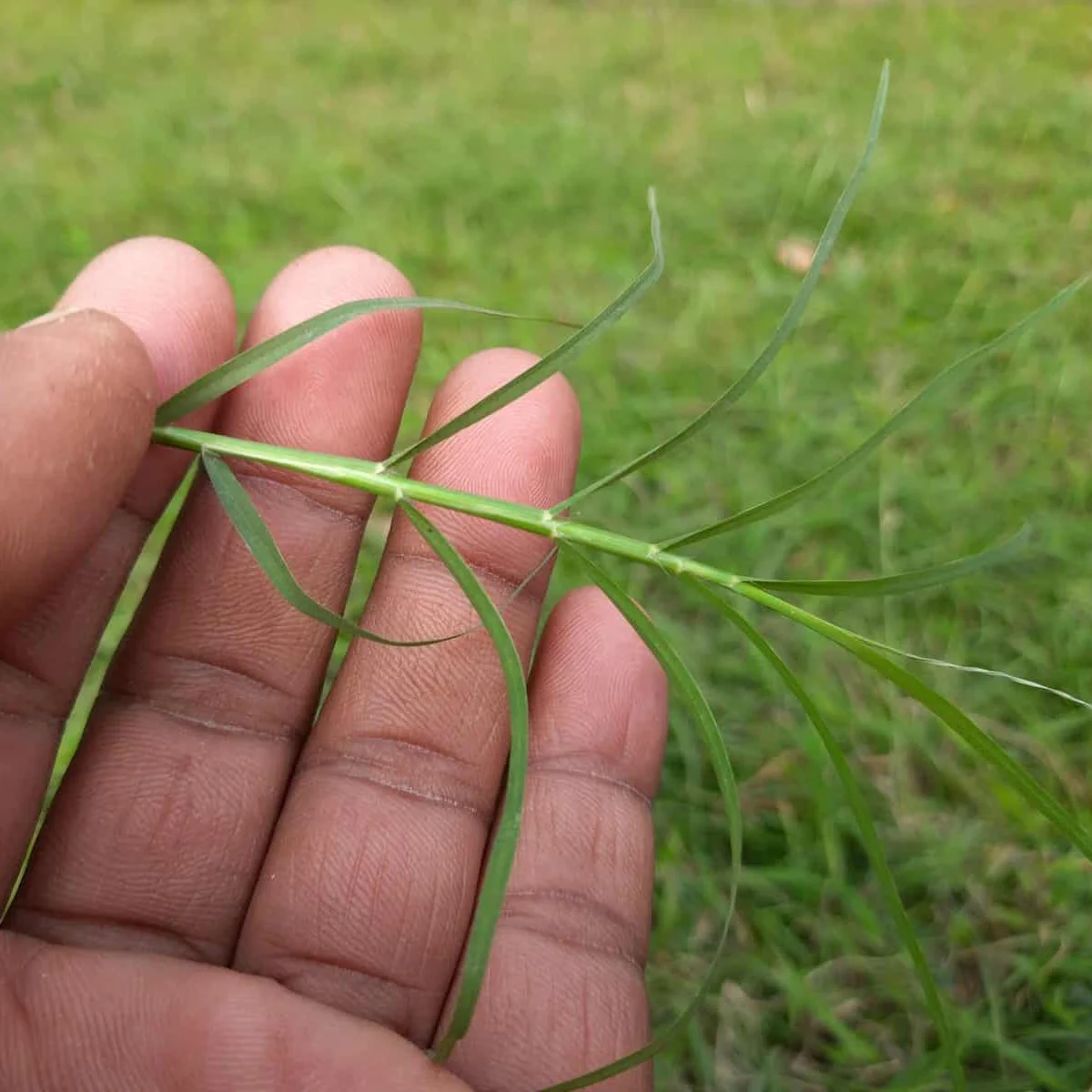 Fusilade II Turf and Ornamental Herbicide - Image 2