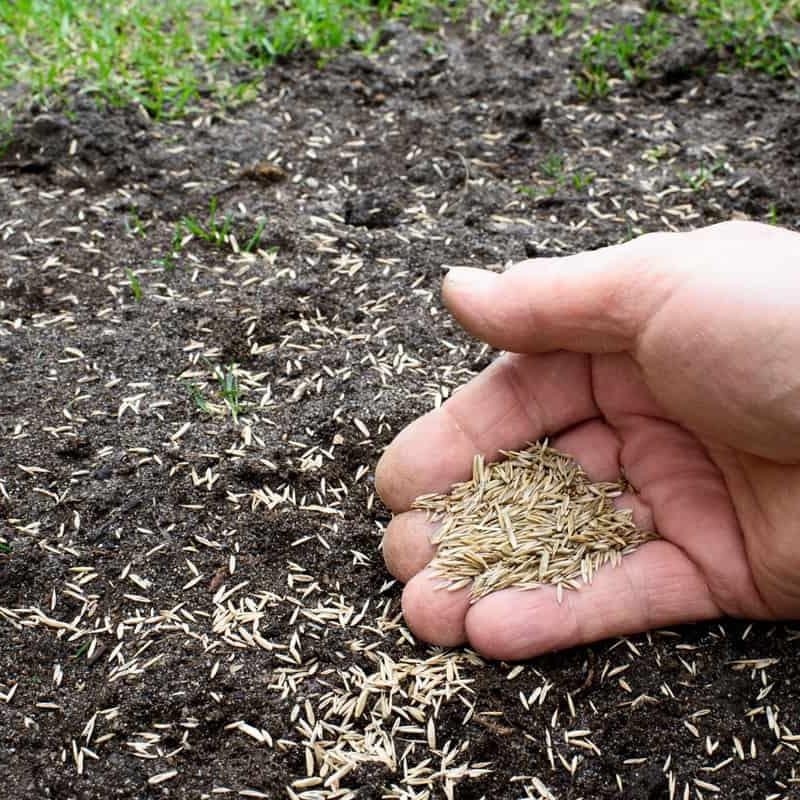 Lesco Double Eagle Rye Grass Seed - Image 3