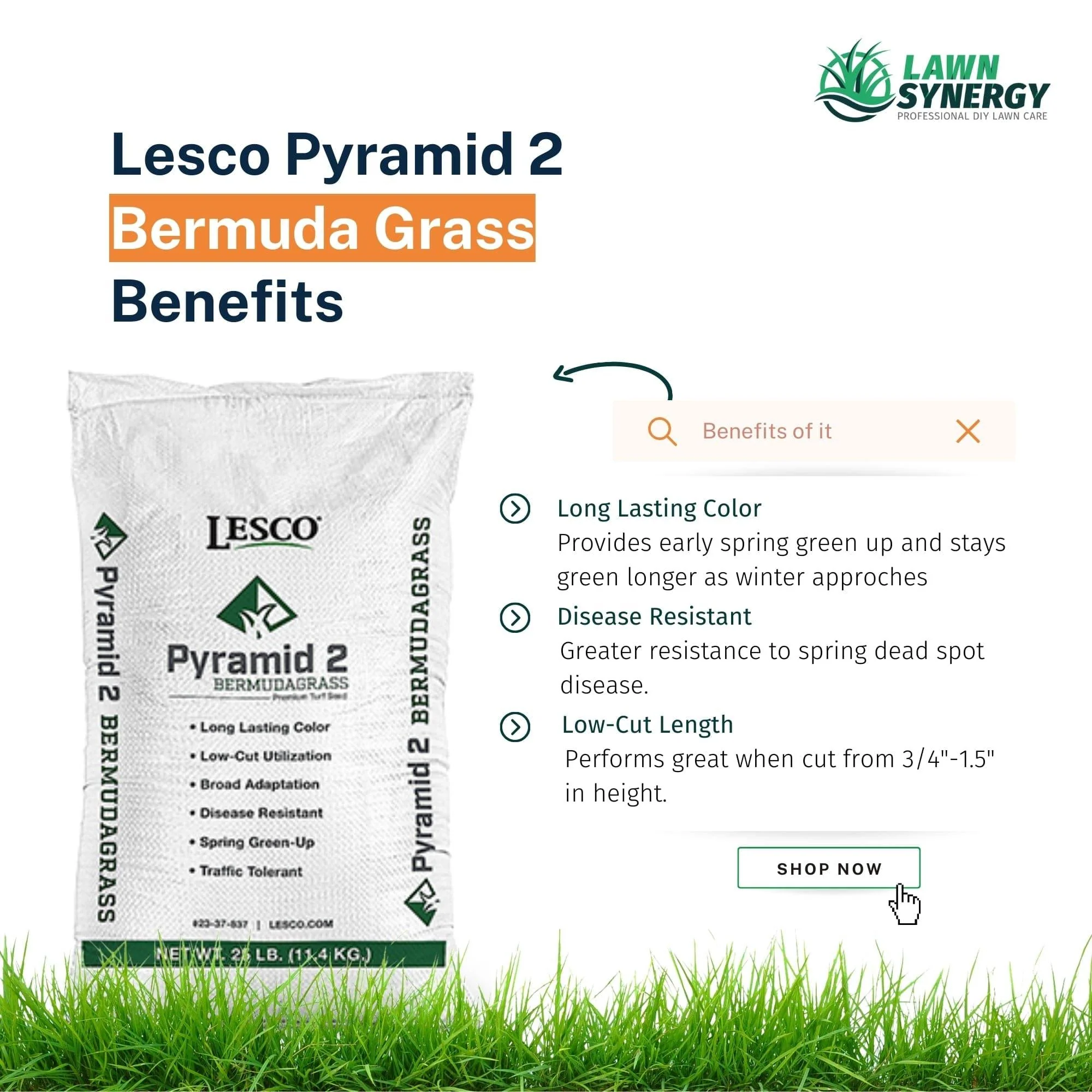 LESCO Pyramid 2 Bermuda Grass Seed (Coated) 25 lb. - Image 3