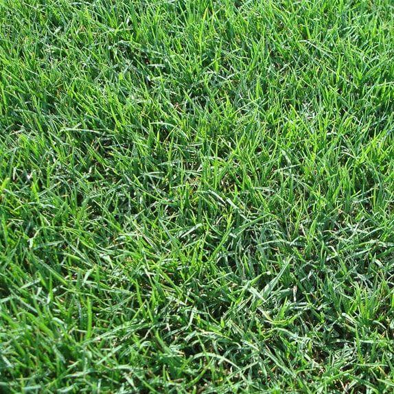 LESCO Pyramid 2 Bermuda Grass Seed (Coated) 25 lb. - Image 4