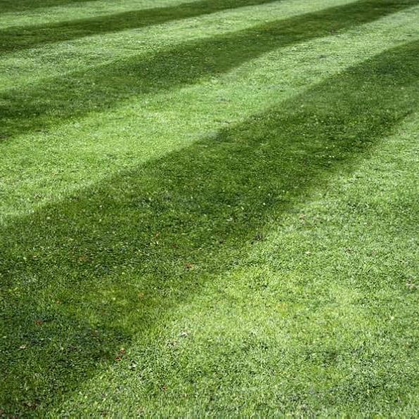 Lesco Tall Fescue Select Blend Grass Seed - Image 3