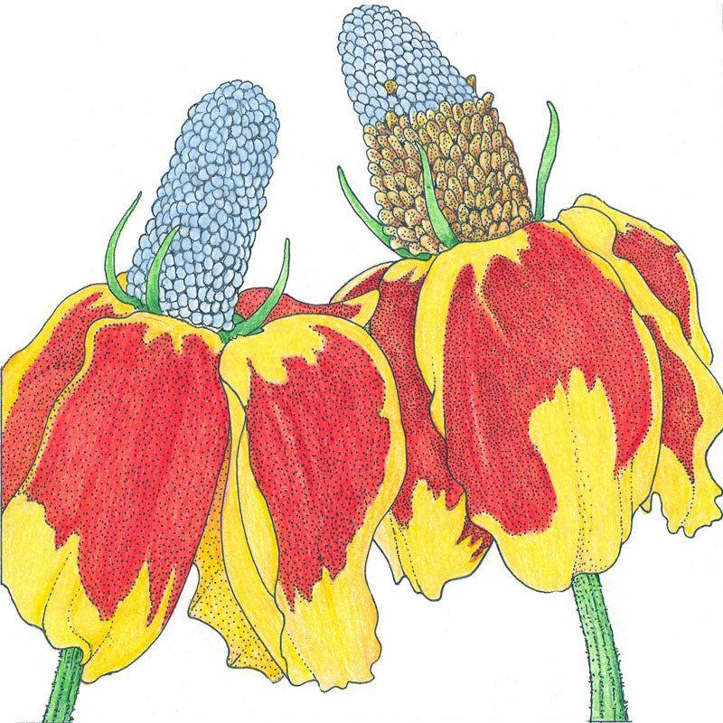 Mexican Hat (pack) - Image 2