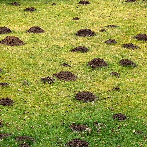 Mole & Vole Repellent Natural - Image 8
