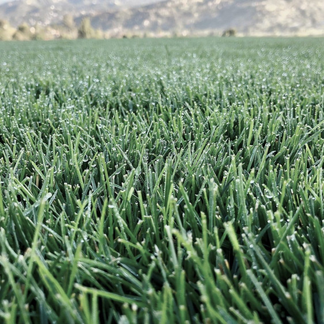 North Star Grass Seed | Premium Kentucky Bluegrass & Tall Fescue Blend - Image 3