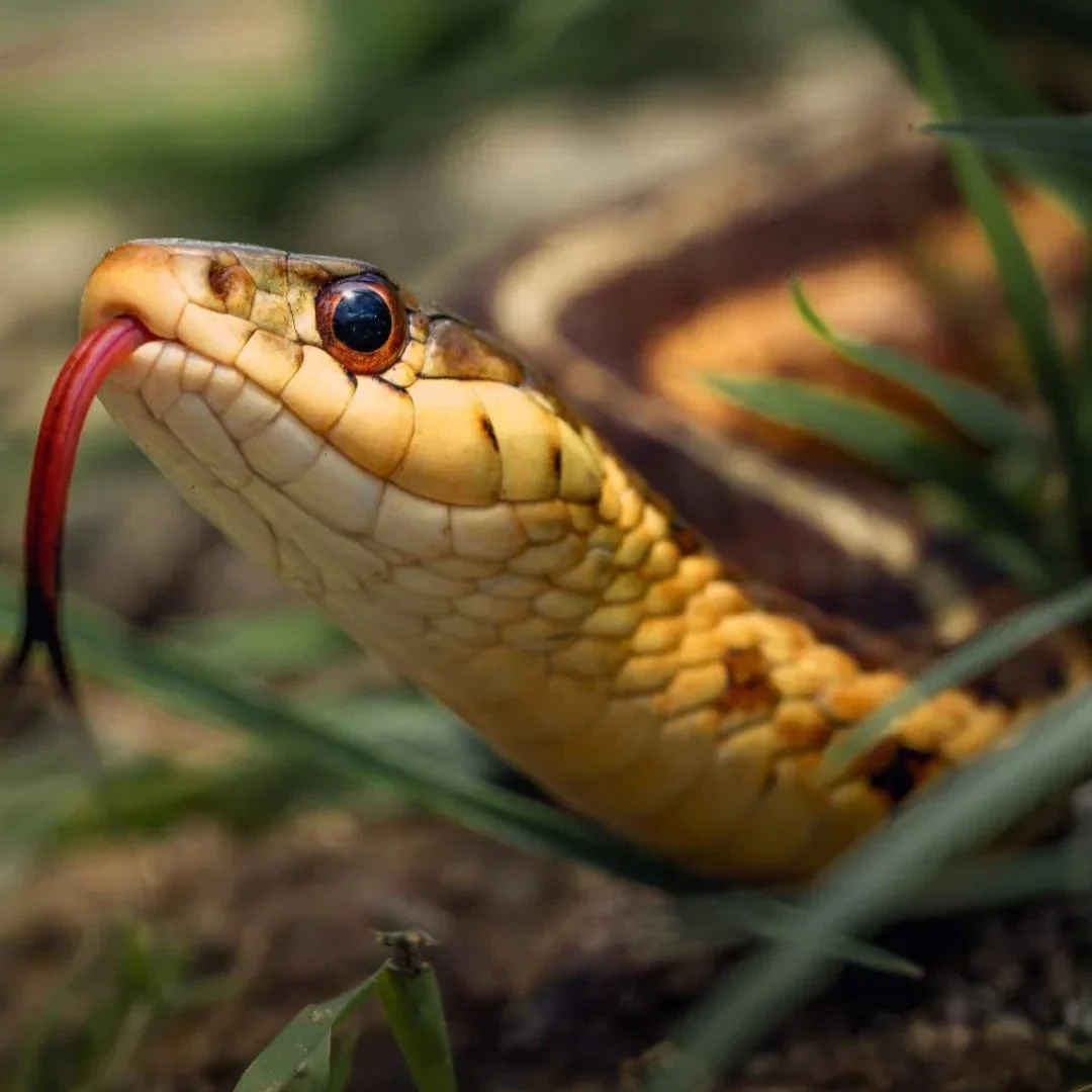 Snake Scram Professional - Image 2